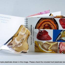 Horse hoof anatomy specimen and scientific booklet bundle