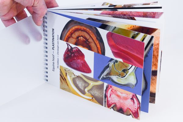 Essay on plastination 04 picture