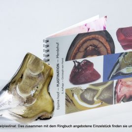 Plastinat + Ringbuch Einsteigerpaket Hufanatomie