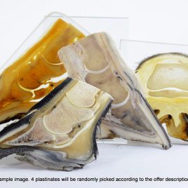 Hoof plastinate variations package