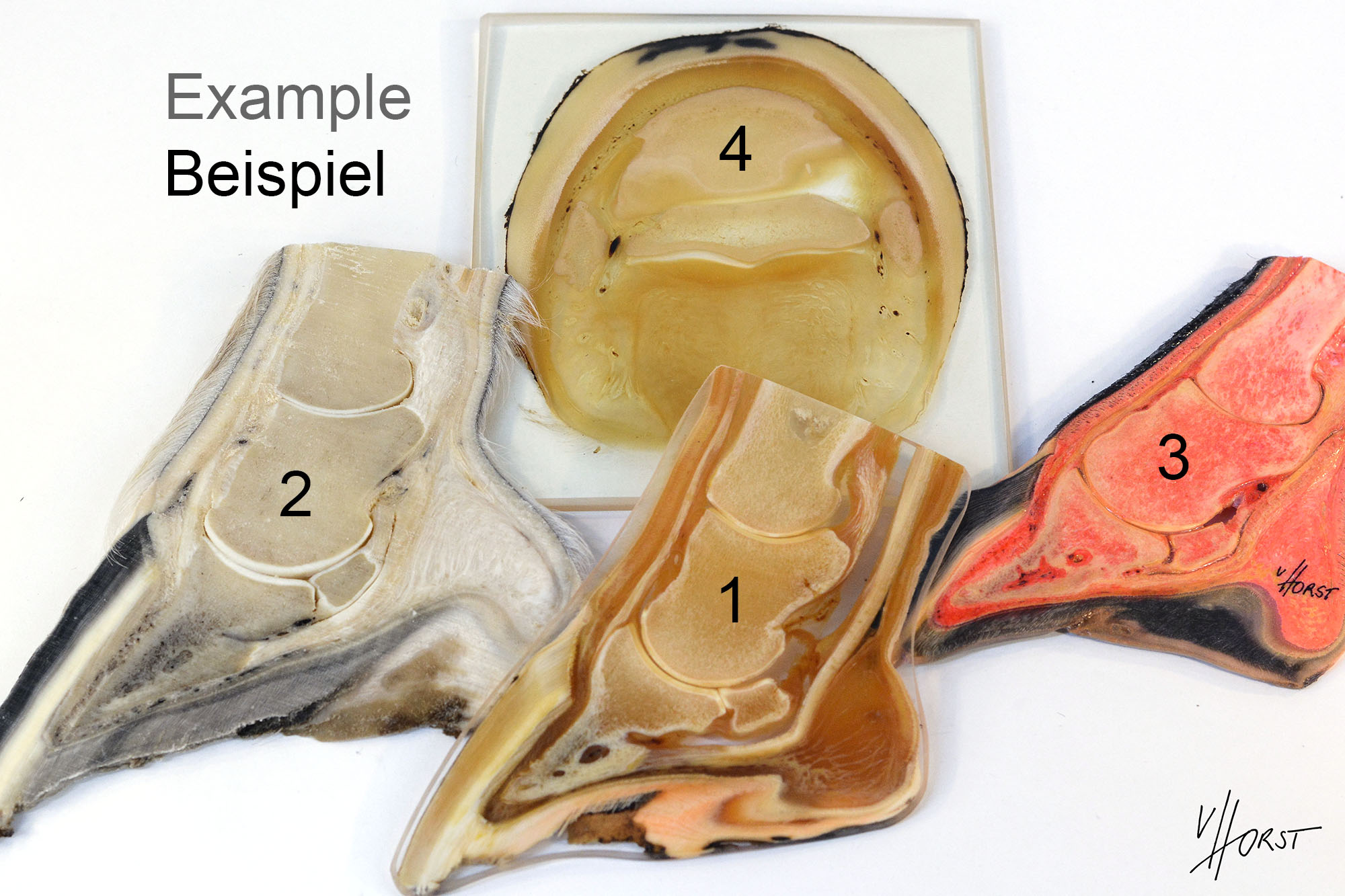 Hoof_variations_numbers