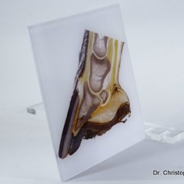 Hoof vascularisation print under acrylic