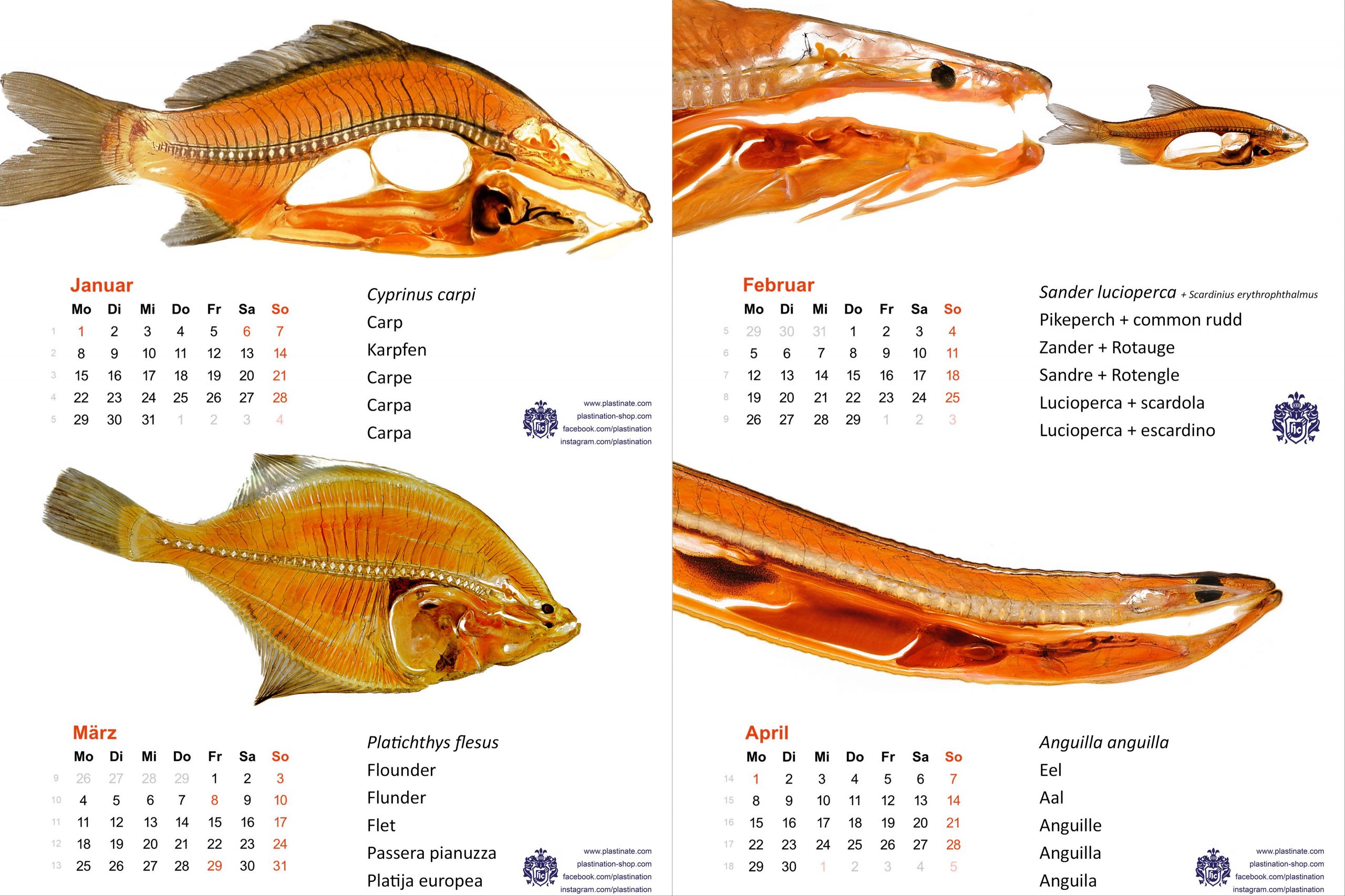 Kalender_2024