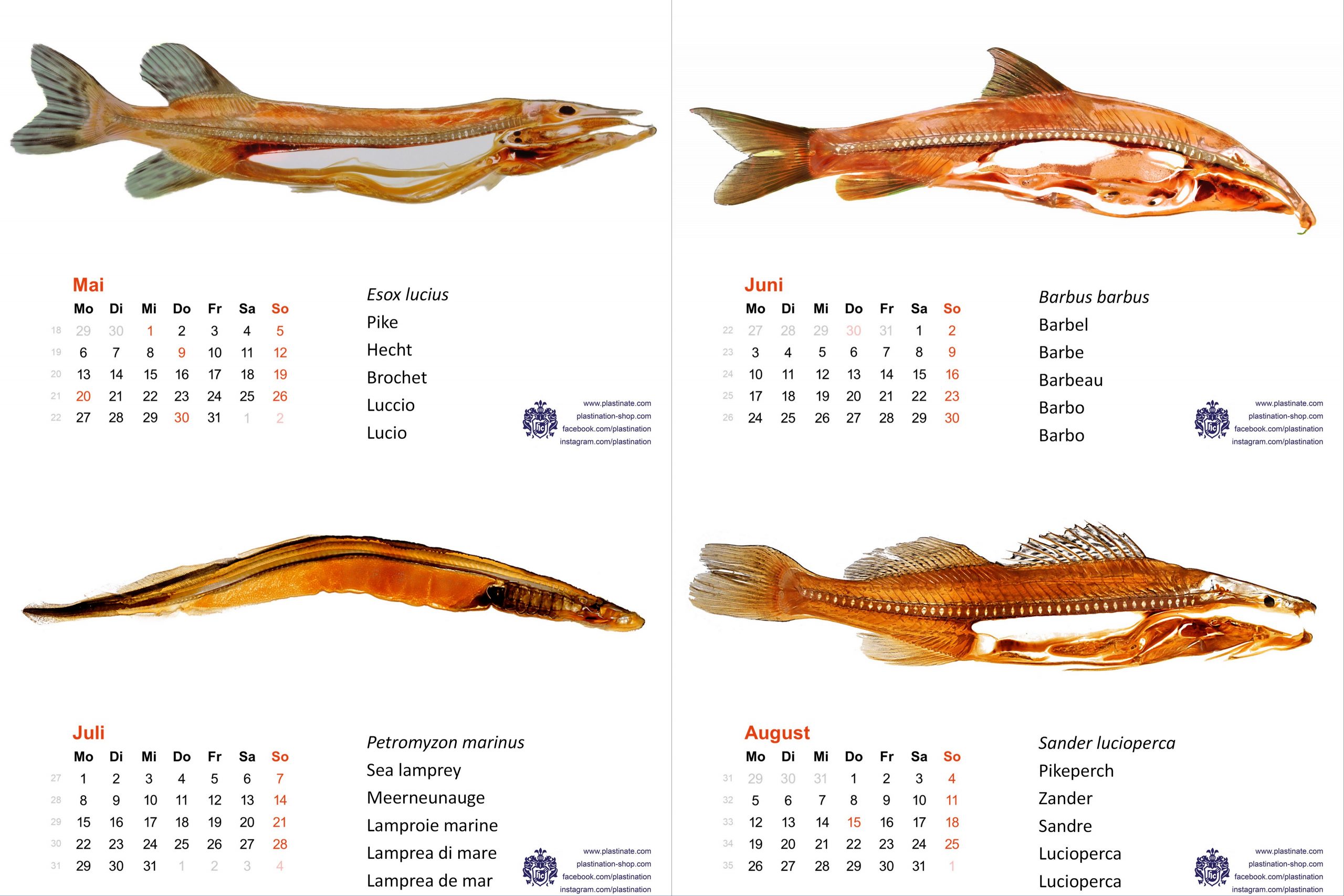 Kalender_20241