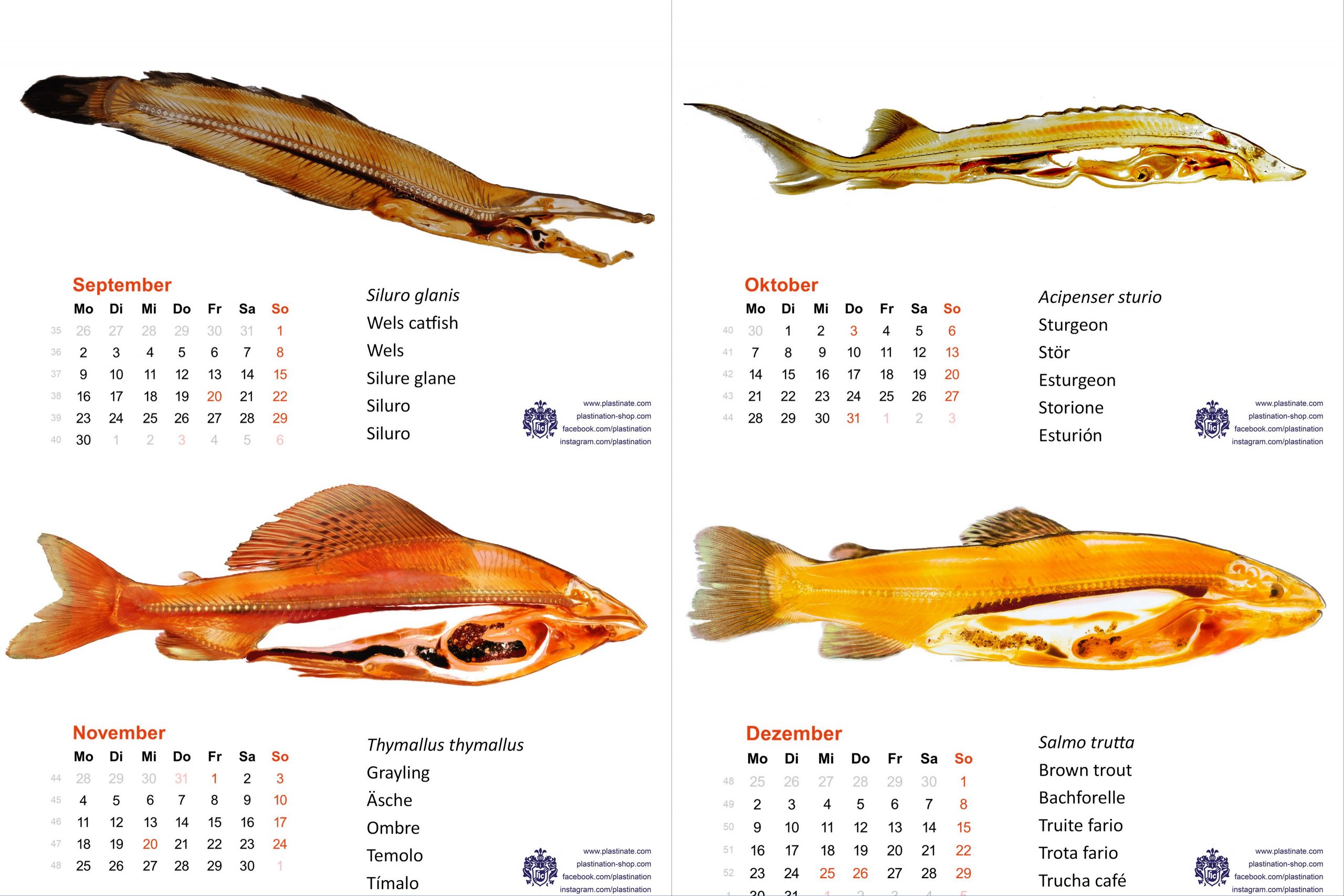 Kalender_20242