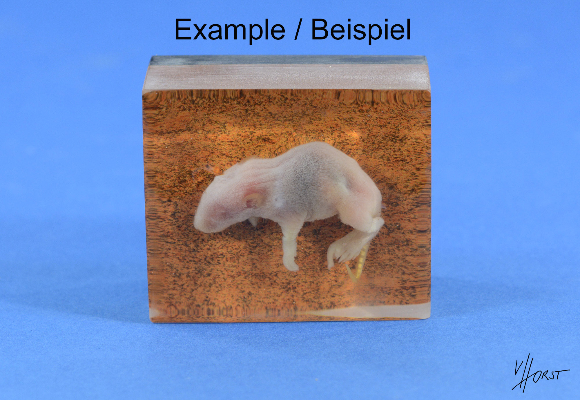 Maus_Beispiel