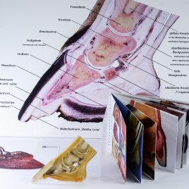 Horse hoof anatomy package (German)
