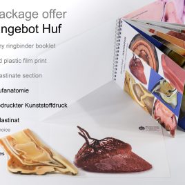 Hoof anatomy chart specimen booklet bundle