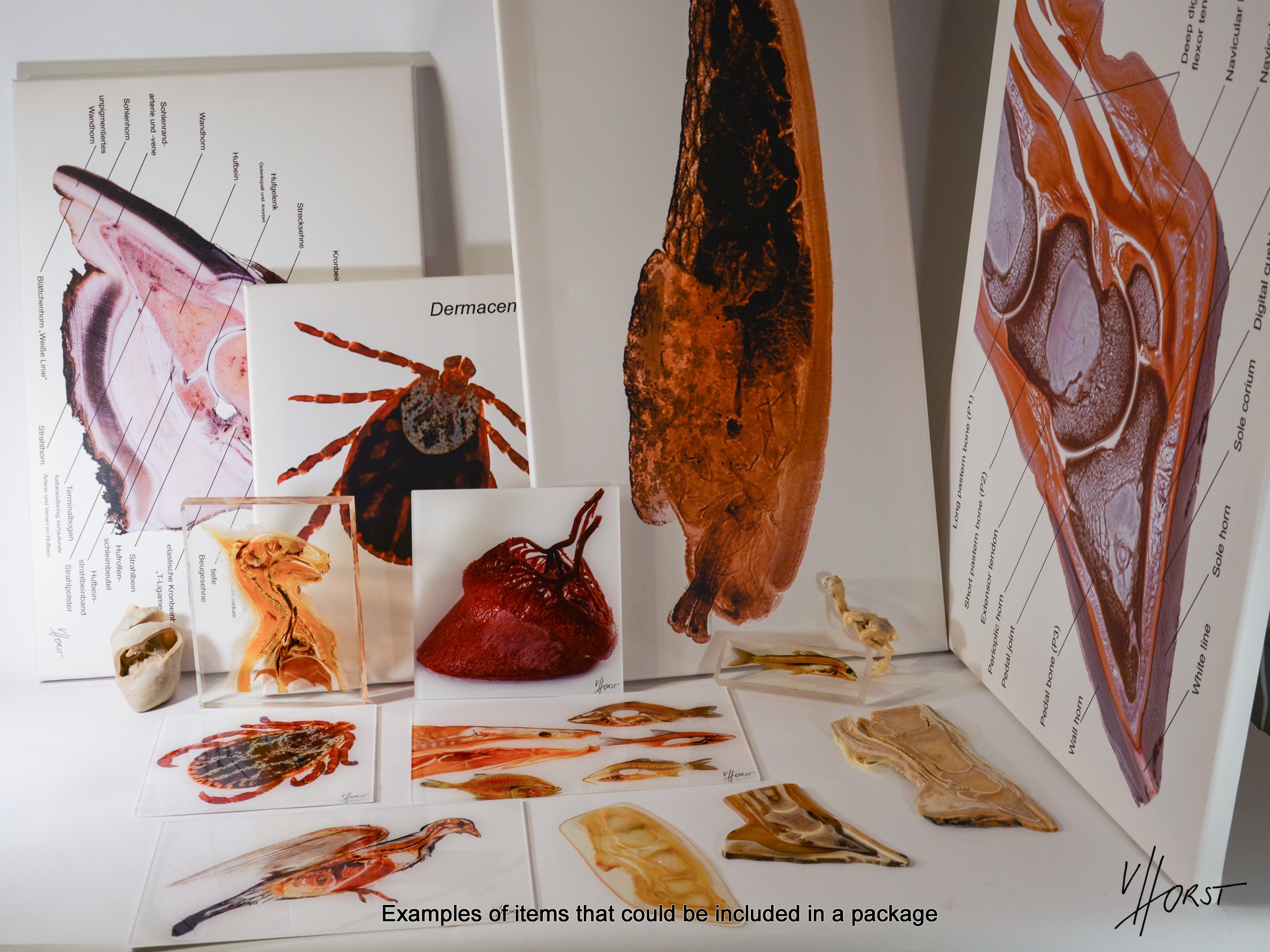 Plastination_package_example