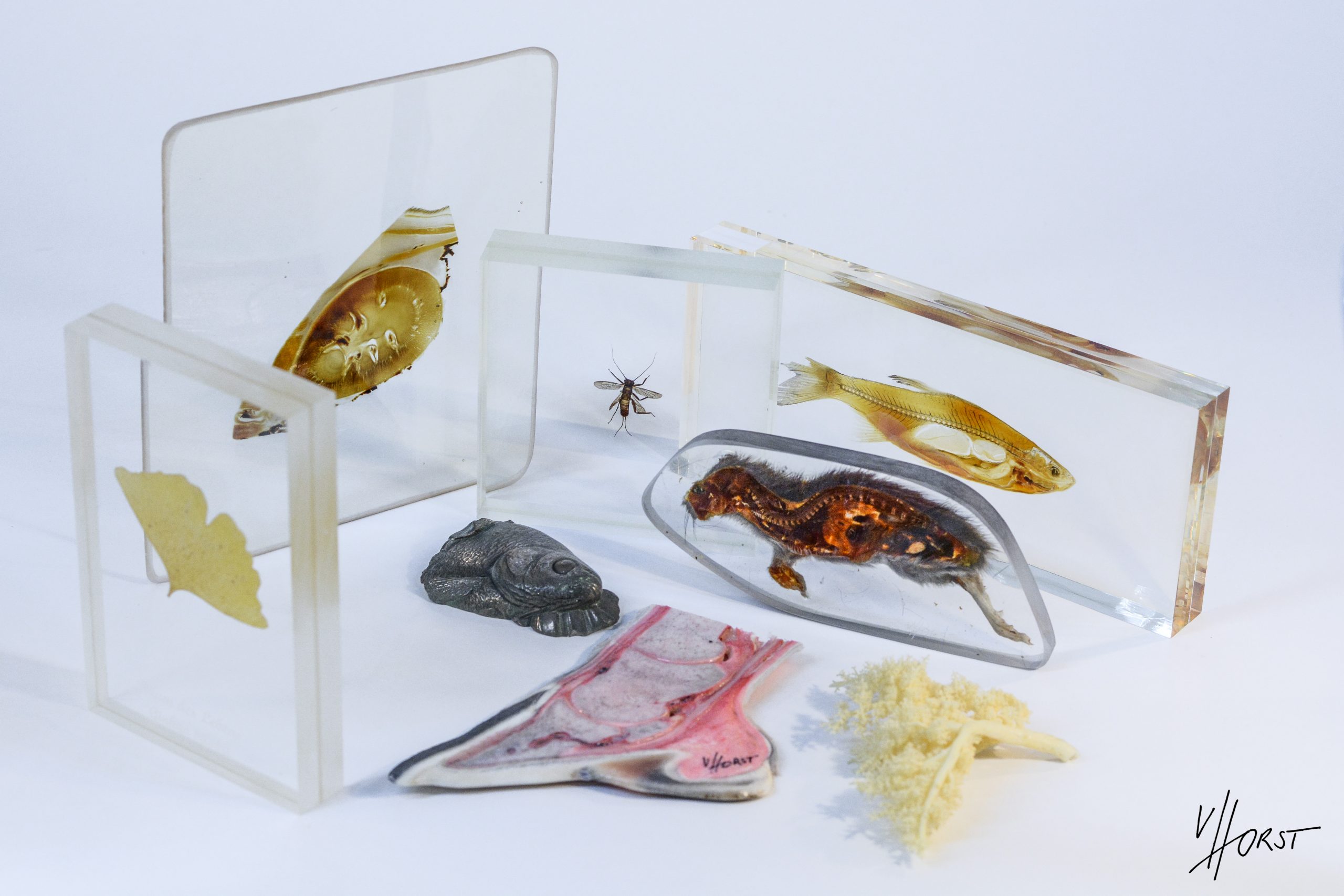 Plastination_samples