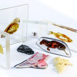 Plastinate und Einbettungen Muster