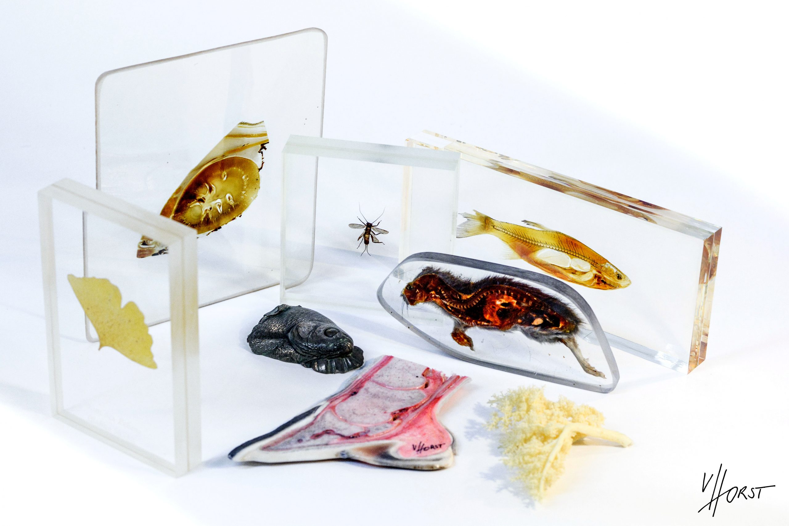 Plastination_samples_offer