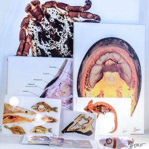 anatomy image prints