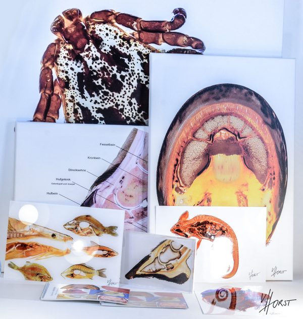 anatomy image prints