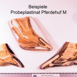 Horse hoof beginner specimen M
