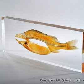 Plastinate in acrylic – outlet offer