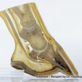 Scientific equine hoof plastinate