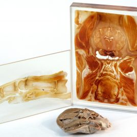Anatomy insights sample package