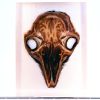 Brain_nervous_tissue_plastination