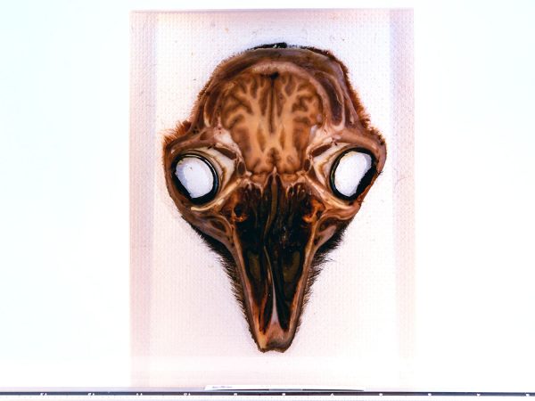 Brain_nervous_tissue_plastination