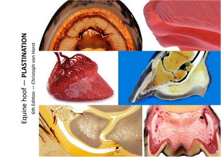 Scientific equine foot anatomy and pathology image handbook