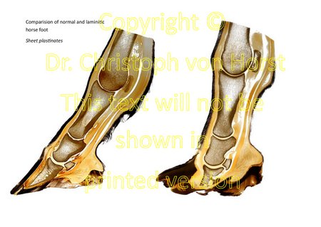 Scientific equine foot anatomy and pathology image handbook