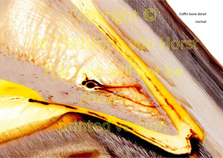 Scientific equine foot anatomy and pathology image handbook