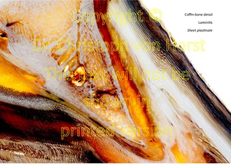 Scientific equine foot anatomy and pathology image handbook
