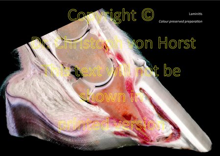 Scientific equine foot anatomy and pathology image handbook