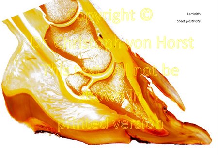 Scientific equine foot anatomy and pathology image handbook