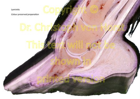 Scientific equine foot anatomy and pathology image handbook