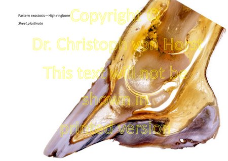 Scientific equine foot anatomy and pathology image handbook