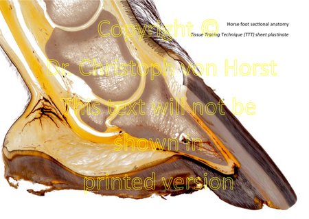 blood vessels details in a TTT-sheet plastinate