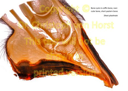 Scientific equine foot anatomy and pathology image handbook