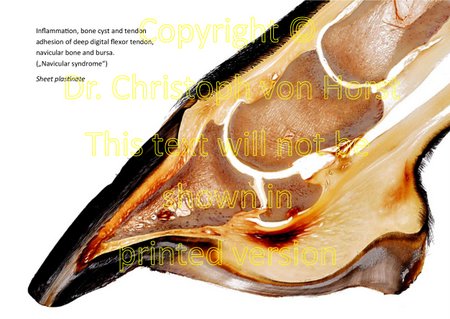 Scientific equine foot anatomy and pathology image handbook