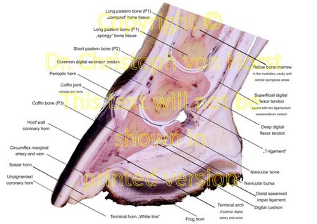 Scientific equine foot anatomy and pathology image handbook