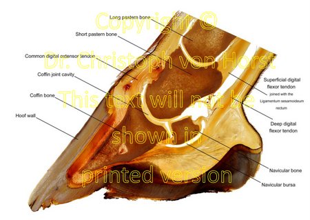 Scientific equine foot anatomy and pathology image handbook