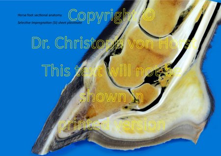 Scientific equine foot specimens with improved tendon visualisation