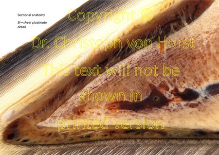 Suspensory apparatus of the coffin bone visible in a selective impregnation hoof anatomical slice