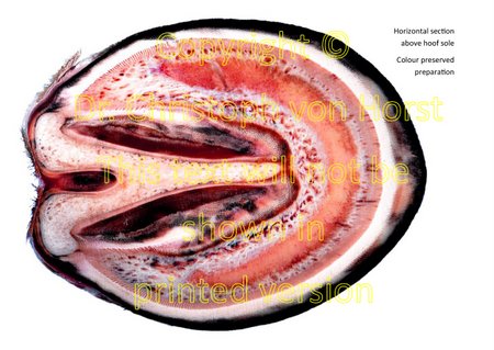 sensitive and insensitive hoof corium and horn capsule lamellae