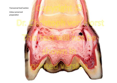 topography and vascularisation details of the hoof cartilage and the digital cushion of the equine digit
