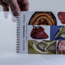Plastination Pferdehuf – German version