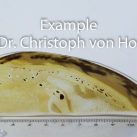 Horse hoof plastination trial specimen