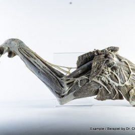 SE50 plastinates and projects