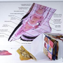 Hoof anatomy starter set offer
