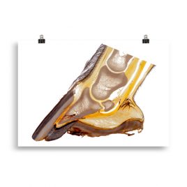 70 x 100 cm hoof anatomy poster