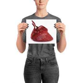 Horse hoof vascularisation poster
