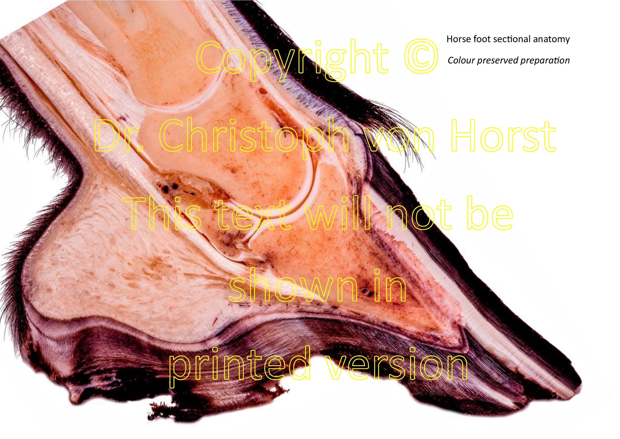 Horse Hoof Anatomy Labelled Teaching Chart Equine Foot Ph