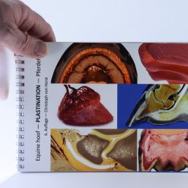 Plastination Pferdehuf – German version